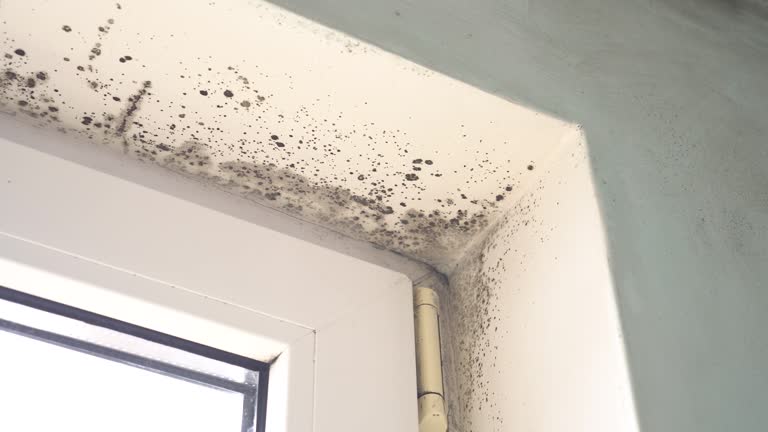 Mold Remediation for Rental Properties in Kelly Ridge, CA